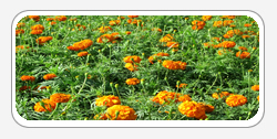 Lutein Zeaxanthin