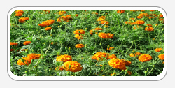 Lutein Zeaxanthin