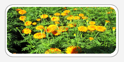 Lutein Zeaxanthin
