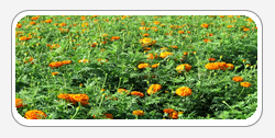 Lutein Zeaxanthin