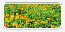 Lutein Zeaxanthin